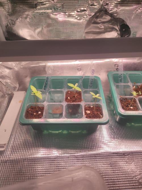 Kritical GB FEM "GB SEEDS". Week 1