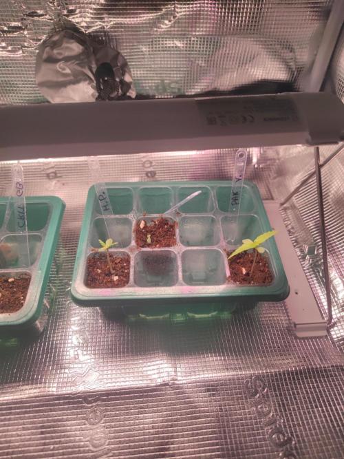 Hash Plant REG Sensi Seeds. Week 1