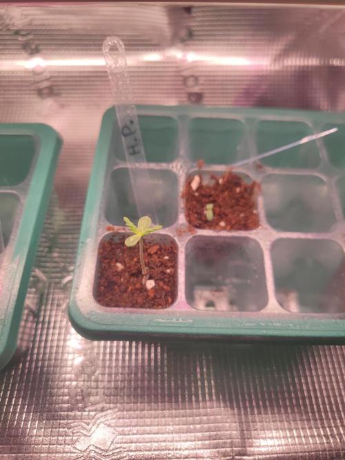 Hash Plant REG Sensi Seeds. Week 1