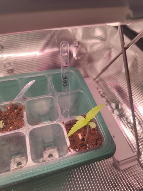 Pakistan Valley Early Version FEM "WoS". Week 1