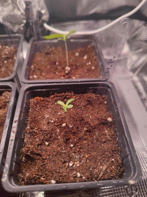Hash Plant REG Sensi Seeds. Week 1