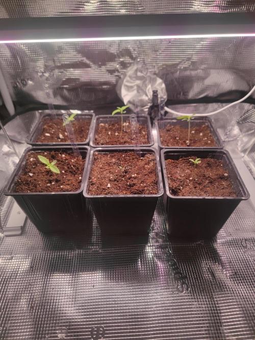 Pakistan Valley Early Version FEM "WoS". Week 1