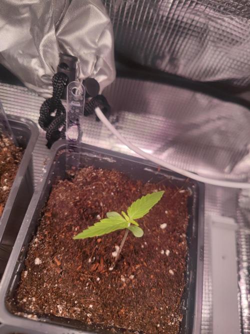 Pakistan Valley Early Version FEM "WoS". Week 1