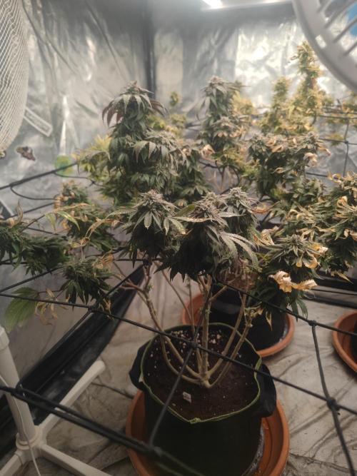 14-14 Blue Zushi L.E. "Grower Choice". Week 26