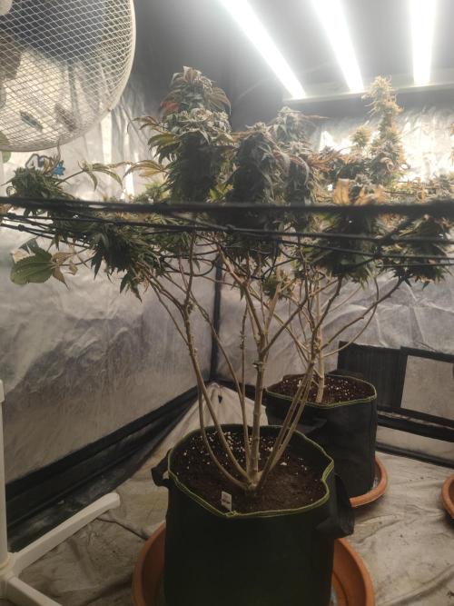 14-14 Blue Zushi L.E. "Grower Choice". Week 26