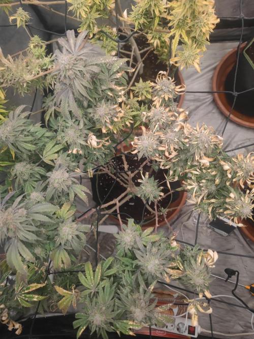 14-14 Blue Zushi L.E. "Grower Choice". Week 26