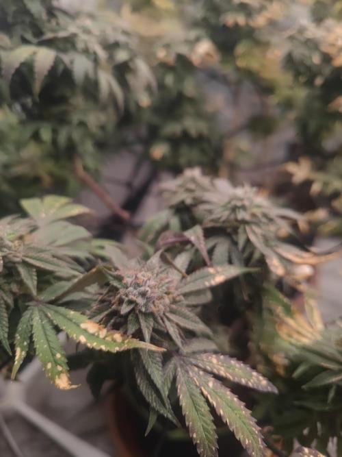 14-14 Blue Zushi L.E. "Grower Choice". Week 26