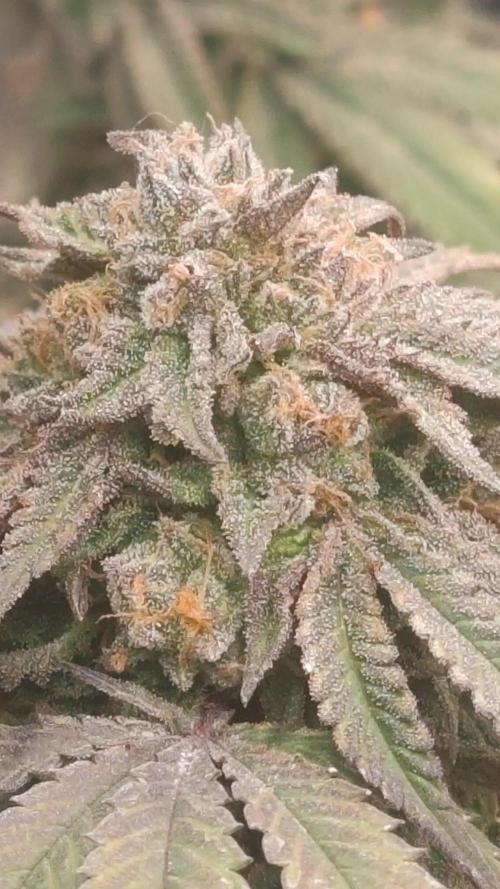 14-14 Blue Zushi L.E. "Grower Choice"