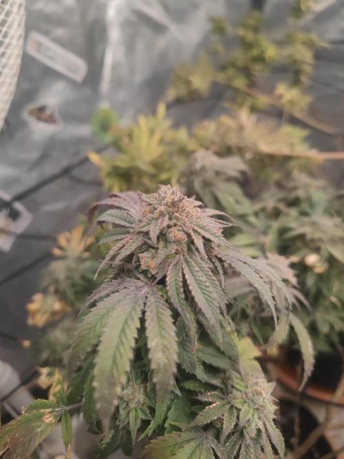 14-14 Blue Zushi L.E. "Grower Choice". Week 26
