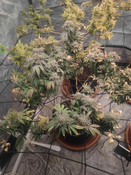 14-14 Blue Zushi L.E. "Grower Choice". Week 26