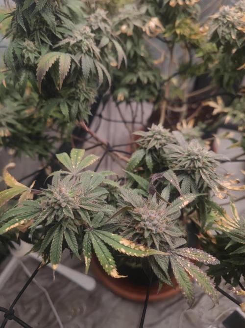 14-14 Blue Zushi L.E. "Grower Choice". Week 26