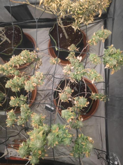 14-14 Tropimango "Philosopher Seeds" FEM. Week 26