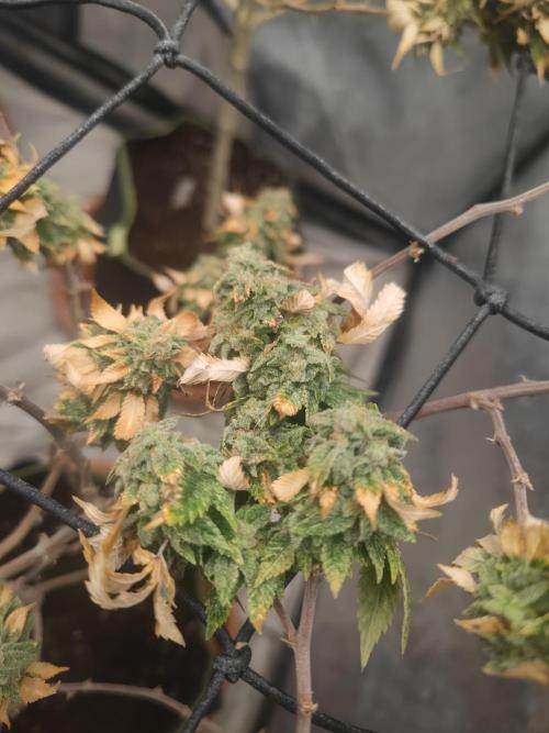 14-14 Tropimango "Philosopher Seeds" FEM. Week 26