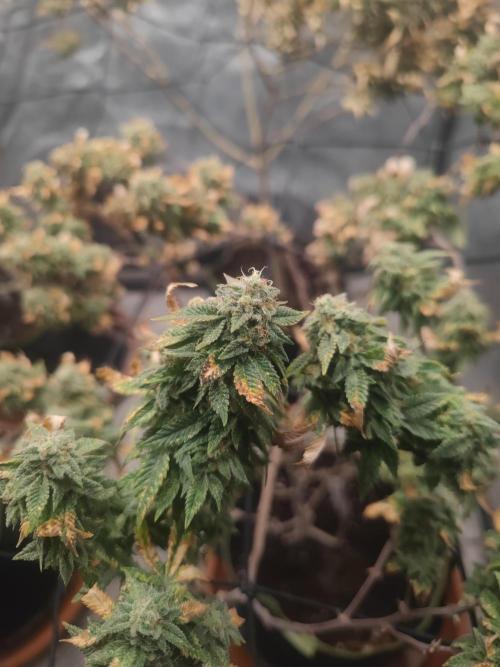 14-14 Tropimango "Philosopher Seeds" FEM. Week 26