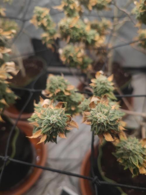 14-14 Tropimango "Philosopher Seeds" FEM. Week 26