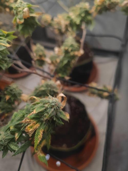 14-14 Tropimango "Philosopher Seeds" FEM. Week 26