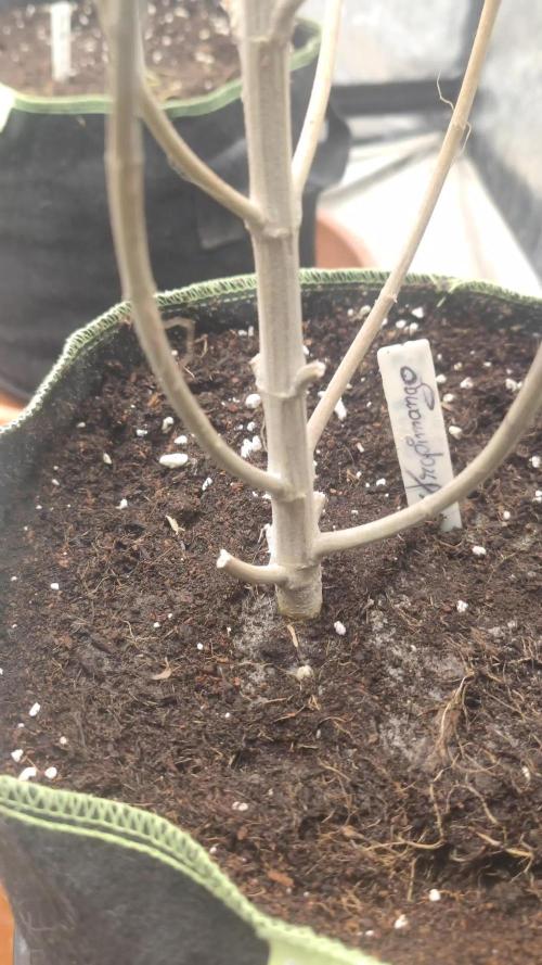 14-14 Tropimango "Philosopher Seeds" FEM