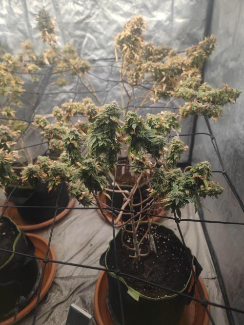 14-14 Tropimango "Philosopher Seeds" FEM. Week 26