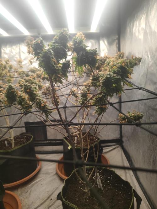 14-14 Tropimango "Philosopher Seeds" FEM. Week 26