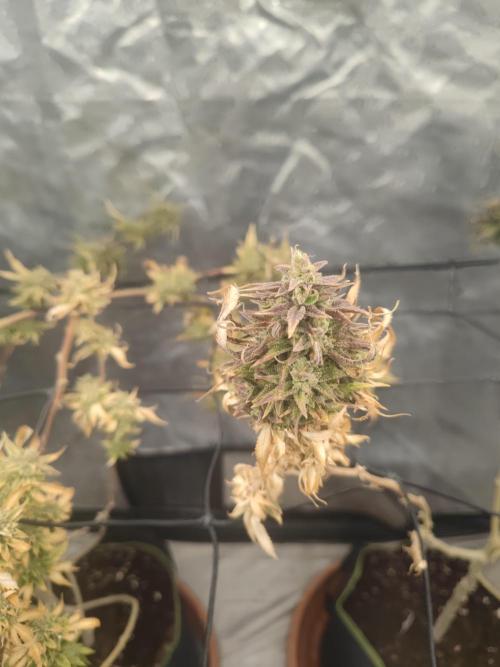 14-14 Amnesia Fast CBD "GB Strains" FEM. Week 26