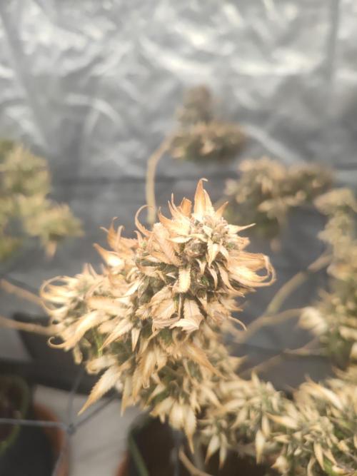 14-14 Amnesia Fast CBD "GB Strains" FEM. Week 26
