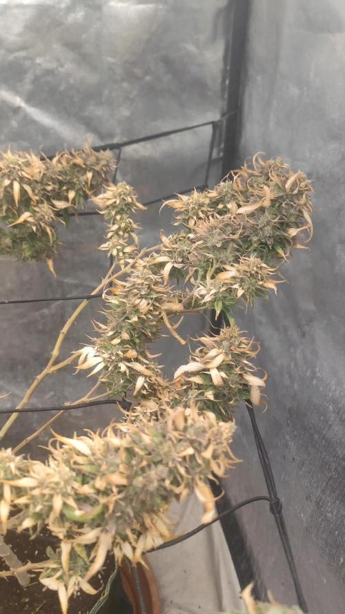 14-14 Amnesia Fast CBD "GB Strains" FEM