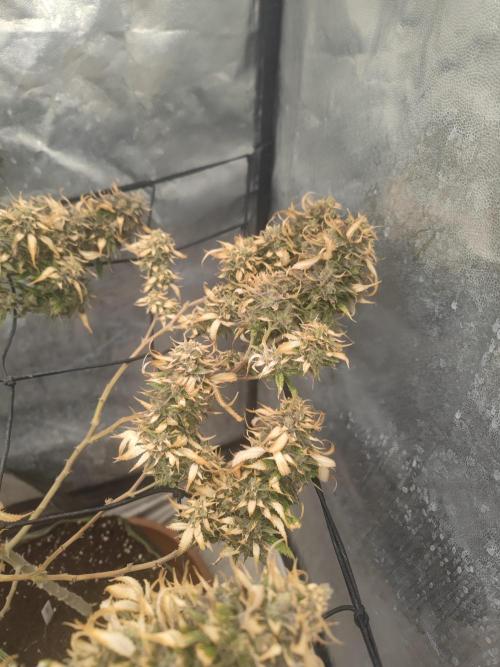 14-14 Amnesia Fast CBD "GB Strains" FEM. Week 26