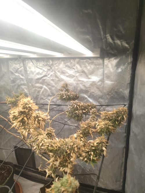 14-14 Amnesia Fast CBD "GB Strains" FEM. Week 26