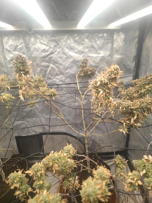 14-14 Amnesia Fast CBD "GB Strains" FEM. Week 26