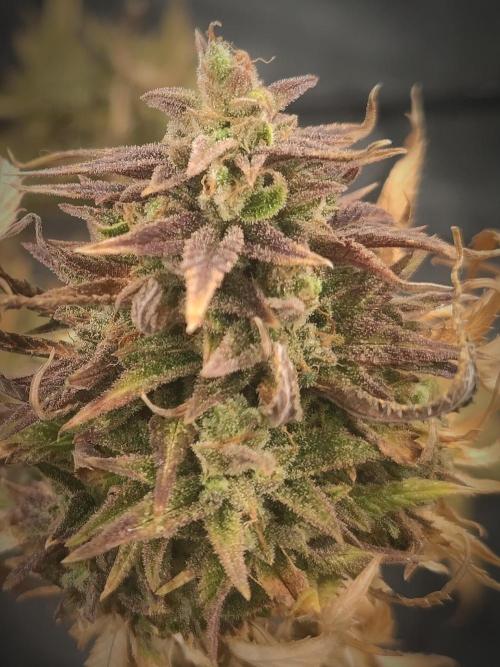 14-14 Amnesia Fast CBD "GB Strains" FEM. Week 26