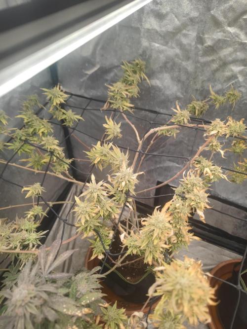 14-14 Platinum OG "GB Strains" FEM. Week 26