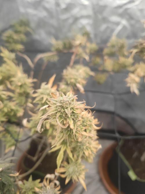 14-14 Platinum OG "GB Strains" FEM. Week 26