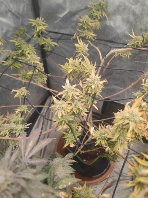 14-14 Platinum OG "GB Strains" FEM. Week 26