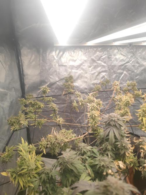 14-14 Platinum OG "GB Strains" FEM. Week 26