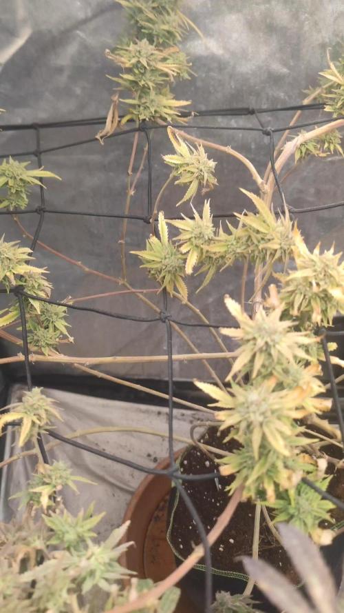 14-14 Platinum OG "GB Strains" FEM