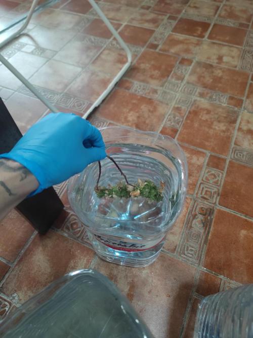 14-14 Tropimango "Philosopher Seeds" FEM. Week 26