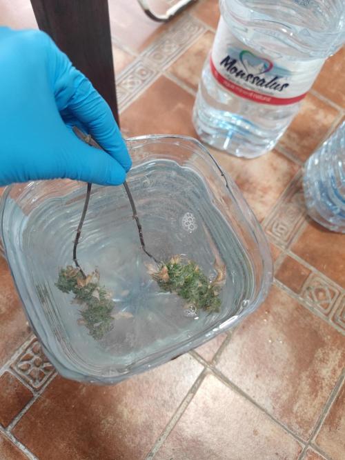 14-14 Tropimango "Philosopher Seeds" FEM. Week 26