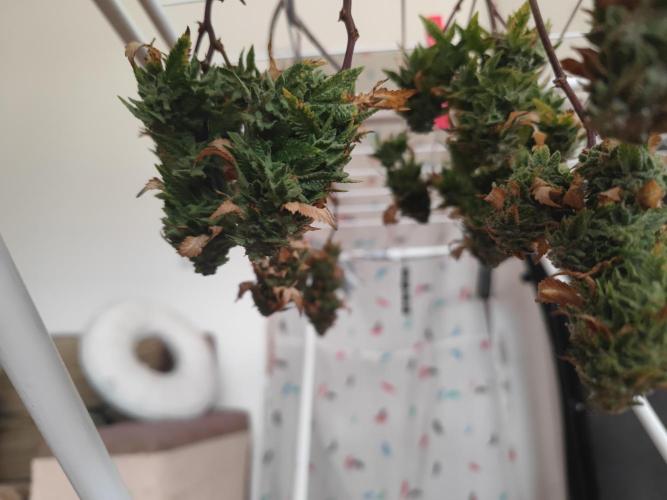 14-14 Tropimango "Philosopher Seeds" FEM. Week 26