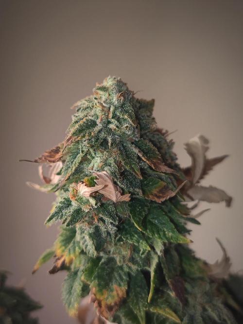 14-14 Tropimango "Philosopher Seeds" FEM. Week 26