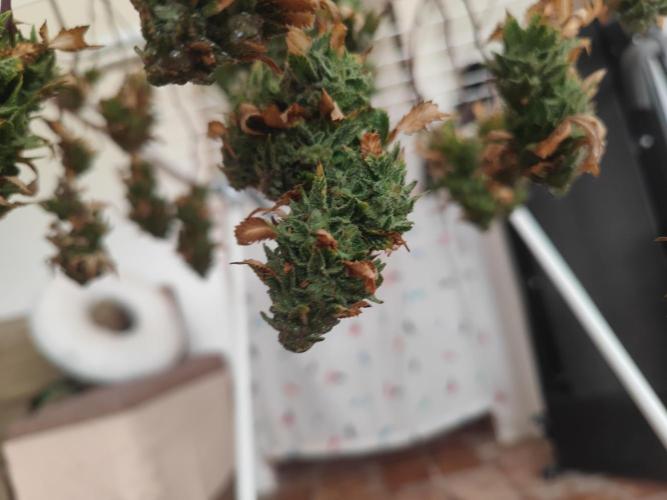 14-14 Tropimango "Philosopher Seeds" FEM. Week 26