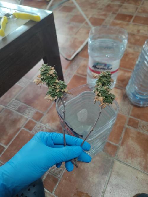 14-14 Tropimango "Philosopher Seeds" FEM. Week 26