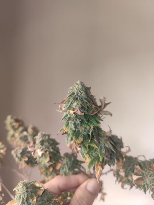 14-14 Tropimango "Philosopher Seeds" FEM. Week 26