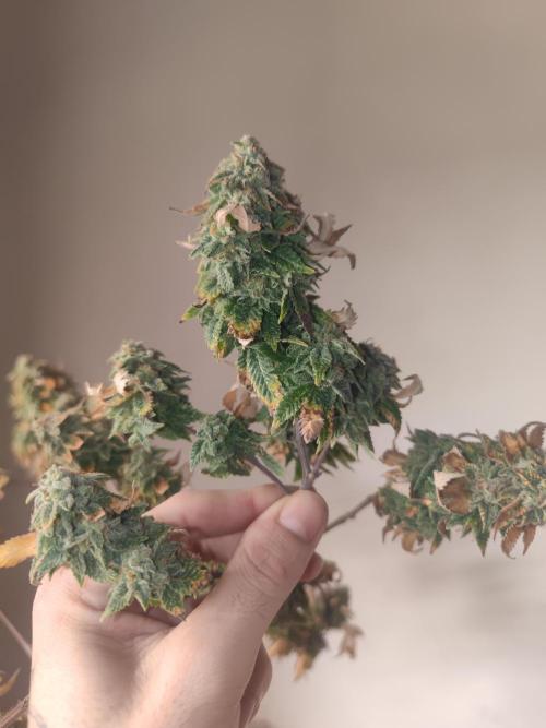 14-14 Tropimango "Philosopher Seeds" FEM. Week 26