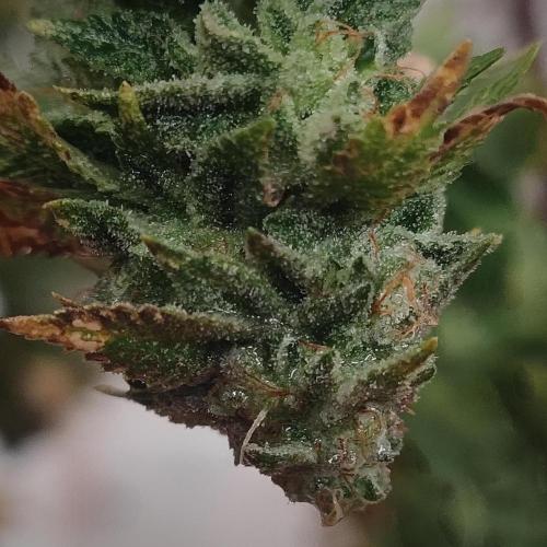 14-14 Tropimango "Philosopher Seeds" FEM. Week 26