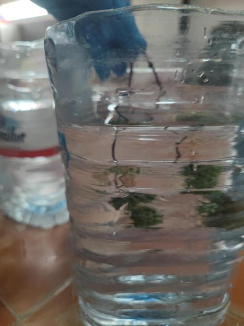 14-14 Tropimango "Philosopher Seeds" FEM. Week 26