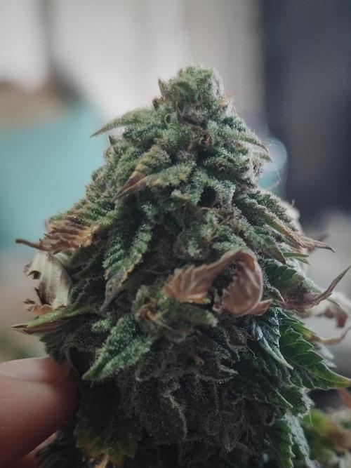 14-14 Tropimango "Philosopher Seeds" FEM. Week 26