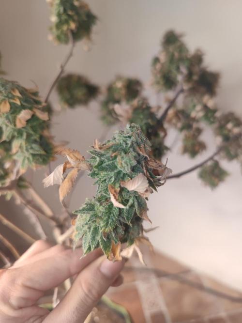 14-14 Tropimango "Philosopher Seeds" FEM. Week 26