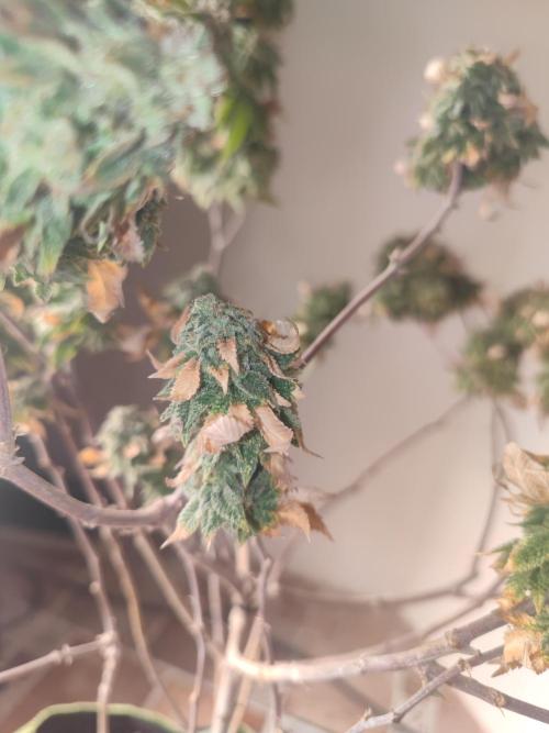 14-14 Tropimango "Philosopher Seeds" FEM. Week 26