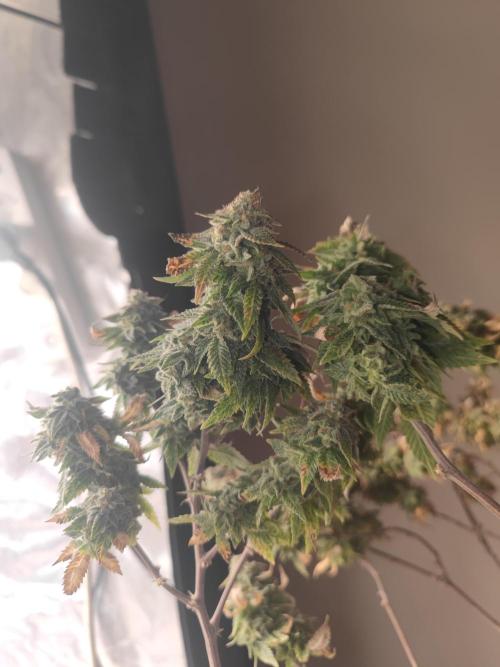 14-14 Tropimango "Philosopher Seeds" FEM. Week 26