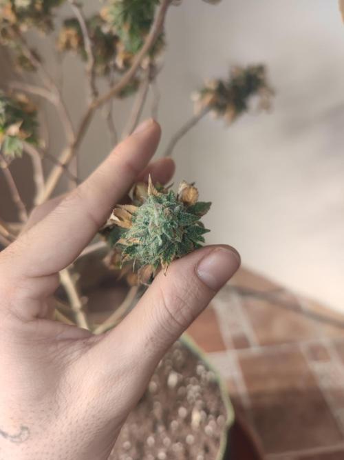 14-14 Tropimango "Philosopher Seeds" FEM. Week 26